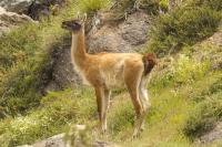 Guanacos: Chile promotes mountain repopulation while Argentina debates their productive use