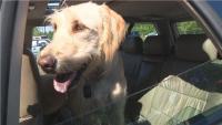 Pennsylvania lawmaker proposes penalties for leaving pets in unattended cars