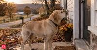 In 2020, a Missouri Labrador disappeared after her family moved; Cleo travelled 57 miles back to the only house she still knew