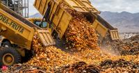 A juice company dumped 12,000 tons of orange peels in Costa Rican forest. What happened next surprised scientists