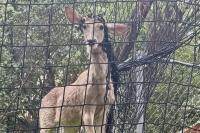 Driver spots deer choking in backyard soccer net, frees it bare-handed as no help comes