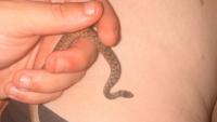 Tennessee cat wakes owner just in time to discover a brownsnake on the bed
