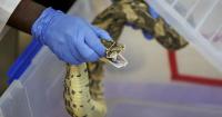 Snakebite treatment: Promising research on nanobody antivenoms