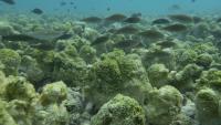 Ecologists urge scientists and policymakers to study imminent ‘Super’ El Niño to prepare for the future
