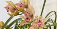 New Orleans grower shares why orchids make great houseplants and their basic care needs
