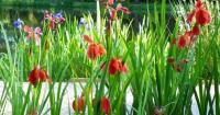 I have mounds of soil in my Louisiana garden. What is causing this? See Dan Gill's advice