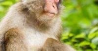 Gang of angry monkeys surrounds and attacks Japanese man in hot spring town