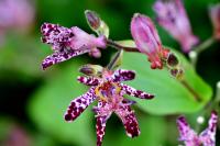 Transform Your Shaded Porch with Japanese Toad Lilies for Stunning Fall Blooms