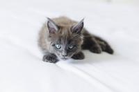 Precious Grey Smoke Maine Coon Kittens Have the Sweetest Fall-Themed Names
