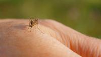 British tourist claims holiday 'ruined' and asks hotel for refund after mosquito bites in Crete