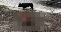 Horror for civilians trapped in Ukraine front line city where dogs are eating bodies