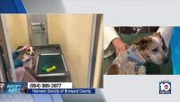 Humane Society of Broward seeks loving, permanent home for Bourbon, Mel, other furry friends