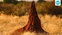 How animals build complex ‘cities’ without blueprints: The science of self-organizing structures