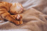 Orange Maine Coon Gives Birth to a Perfect Pumpkin Patch