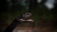 What is the longest snake in Mississippi? Meet the coachwhip