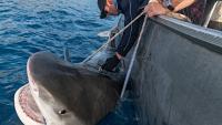 The strange story of Norfolk Island’s super-sized sharks
