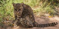 1st new cat species discovered in a century