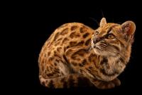 Scientists Discover First New Cat Species in More Than 100 Years