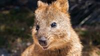 Travel Alerts: Seabourn Amazon cruise, Currumbin quokkas, Brisbane bike picnic and Kingston Calling