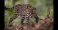 The Bolivian Tilcayo leopard is the first new species of cat to be discovered in over a century