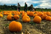 Southern California’s 5 most popular pumpkin patches start opening this week