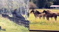 Wyoming Moose Hilariously Leaves Herd Of Horses Mesmerized Jumping Over Fence