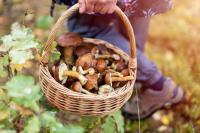 Does Picking Mushrooms Actually Harm Fungi? A Swiss Forest Kept Score for 27 Years