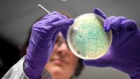 South Korea researchers use E. coli to make biodegradable hot-melt glue from glucose