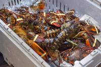 As climate change pushes lobster north, some N.L. fishers want in on the harvest