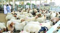 New Qatar legislation on animal health draws support from livestock breeders
