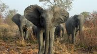 ‘How did you come to be here?’ Study digs into origins of Zambian wildlife crime