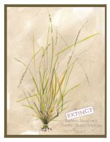 The Outside Story ~ Smooth Slender Crabgrass: A Quiet Engineer to Remember