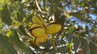 Despite extreme temperatures, Texas pecan growers could see a slightly above-average harvest