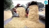 Paddy purchase to start after crop verification: Haryana agri minister