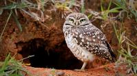 This Arizona Solar Farm Became An Unexpected Home For Dozens Of Burrowing Owls
