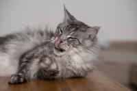 Maine Coon Dad's Majestic Face Makes Him Look Like Ron Perlman