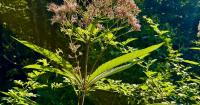 The Interestingly Titled Joe-Pye Weed