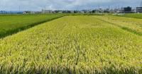 Expectations rise in Japan for Niigata's new 'Natsuhime' heat-tolerant rice