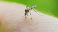 Deadly West Nile virus spreads across Europe with doctors issuing urgent warning