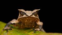 This Frog Carries Her Eggs on Her Back Until Tiny Froglets Hatch