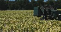 Diesel prices are making farming more expensive in North Carolina