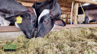 The importance of quality pasture in cattle farming