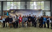 Best Kazakh Tazy dogs shine in Astana