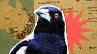 'Still gets the heart going': What I learned from over 50,000 Australian Magpie swoopings