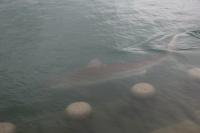 Shark sighting leads to unexpected popularity of Busan port