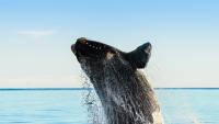 Trump administration reinterprets Endangered Species Act, narrowing wildlife protections