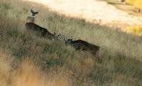 How to Rattle in a Buck, Based on Whitetail Deer Research