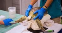 UGA researchers discover 7 new viruses in vulnerable sea turtles