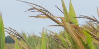 Kansas corn production expected to drop 39 million bushels in 2026