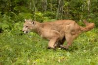 Mountain Lion Sprints Through Streets of San Francisco (Video)